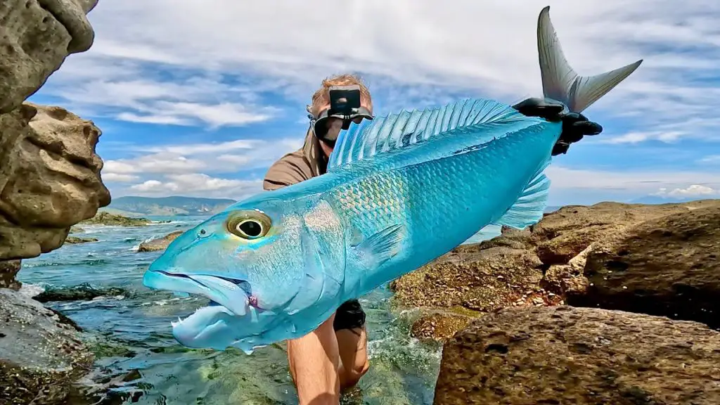 Cavy Fishing Camera